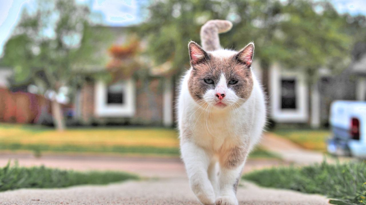 Wallpaper cat, street, walk, spotted