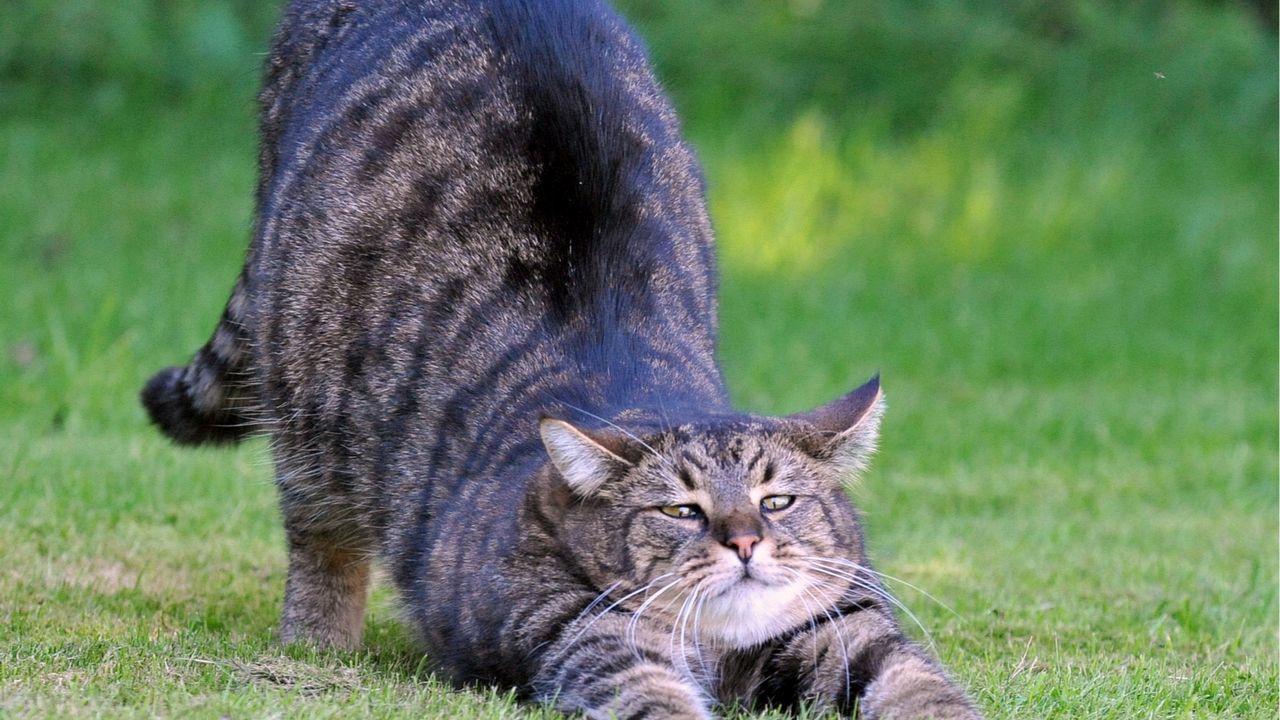 Wallpaper cat, stretch, baby, grass, thick, striped