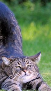 Preview wallpaper cat, stretch, baby, grass, thick, striped
