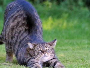 Preview wallpaper cat, stretch, baby, grass, thick, striped