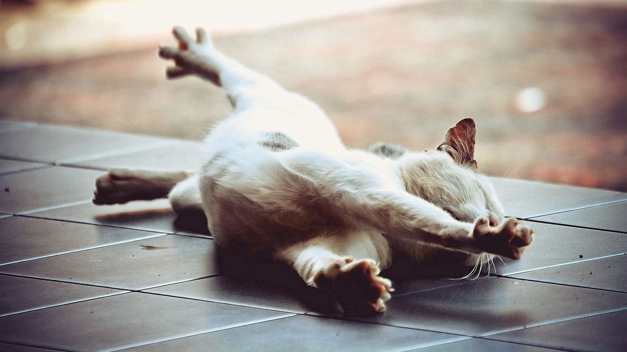 Wallpaper cat, stretch, floor, lie down, paw