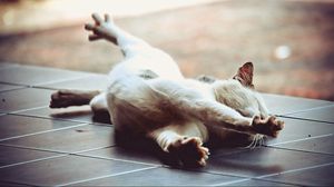 Preview wallpaper cat, stretch, floor, lie down, paw