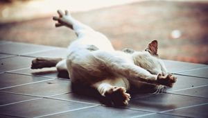 Preview wallpaper cat, stretch, floor, lie down, paw