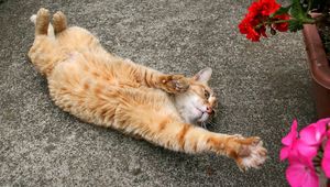 Preview wallpaper cat, stretch, flowers
