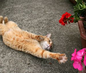 Preview wallpaper cat, stretch, flowers
