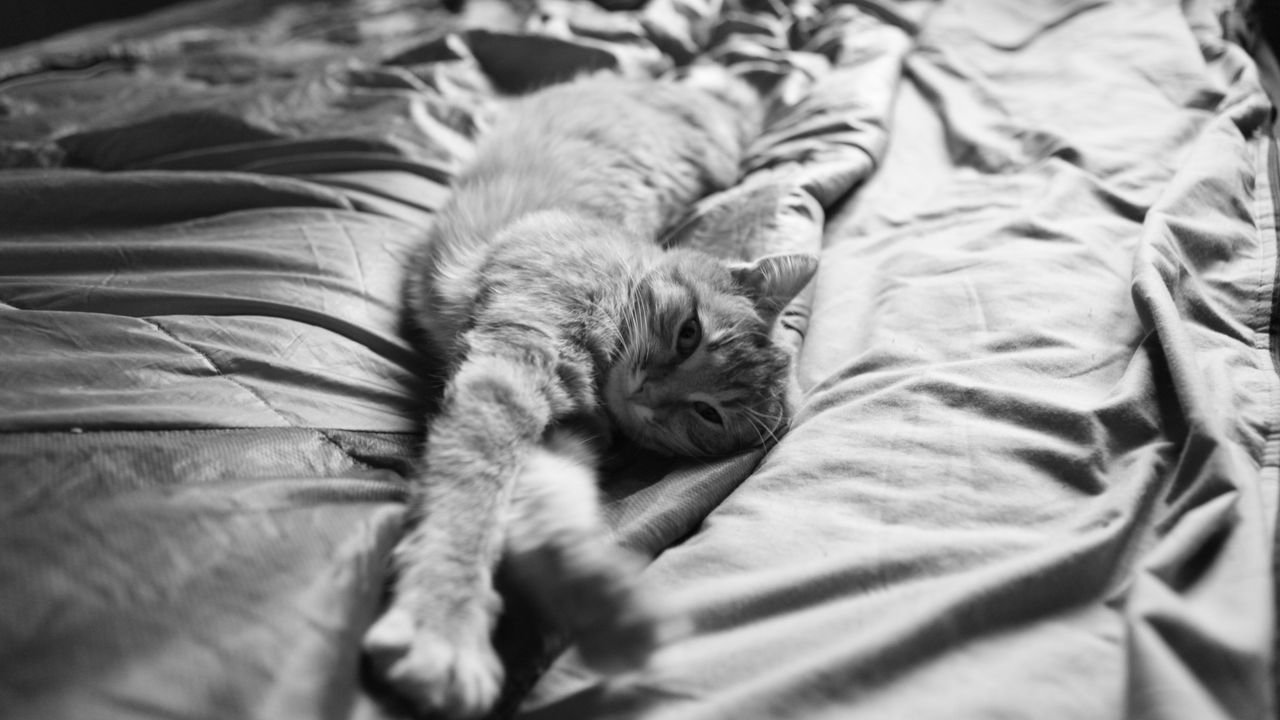 Wallpaper cat, stretch, fluffy