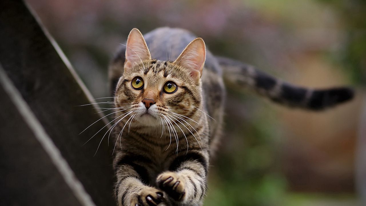 Wallpaper cat, stretch, look, striped