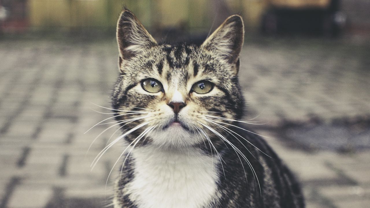 Wallpaper cat, striped, cute, pet, glance