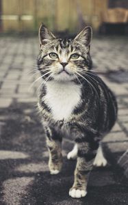 Preview wallpaper cat, striped, cute, pet, glance