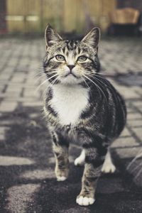Preview wallpaper cat, striped, cute, pet, glance