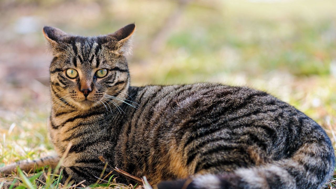 Wallpaper cat, striped, face, lie, beautiful