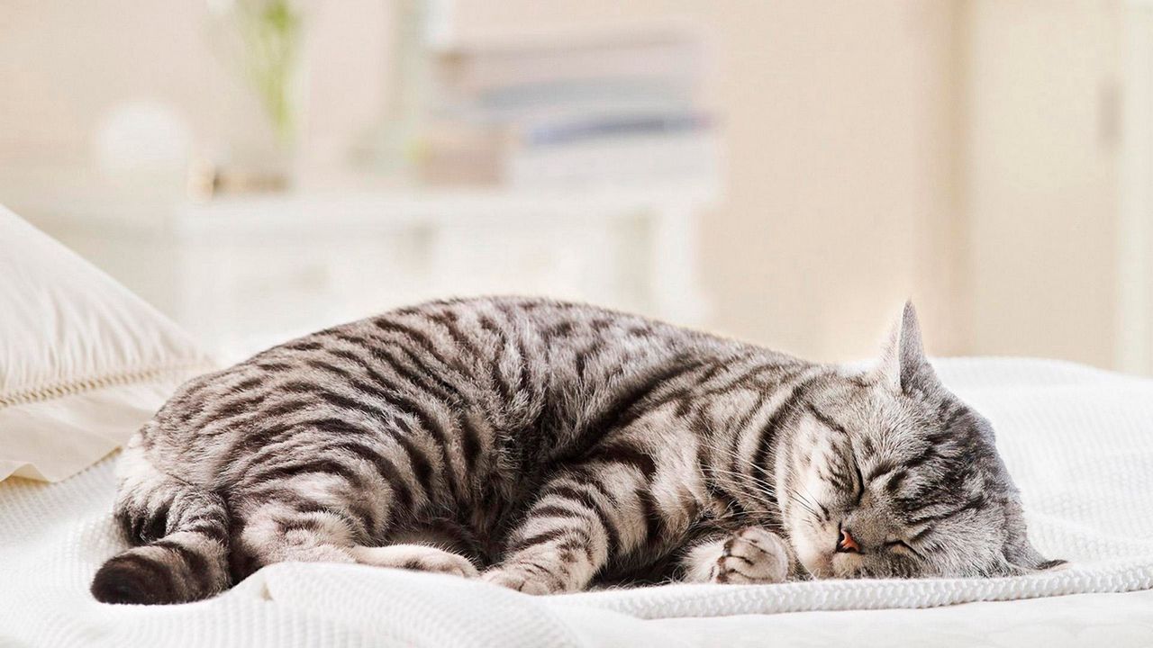 Wallpaper cat, striped, fat, lie