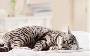 Preview wallpaper cat, striped, fat, lie