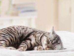 Preview wallpaper cat, striped, fat, lie