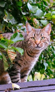 Preview wallpaper cat, striped, foliage