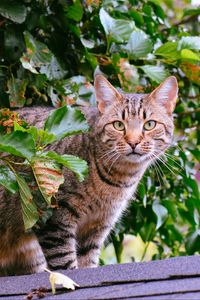 Preview wallpaper cat, striped, foliage