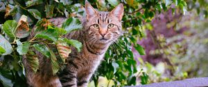 Preview wallpaper cat, striped, foliage