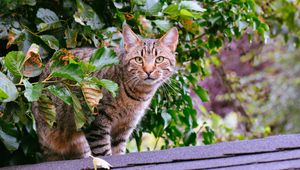 Preview wallpaper cat, striped, foliage