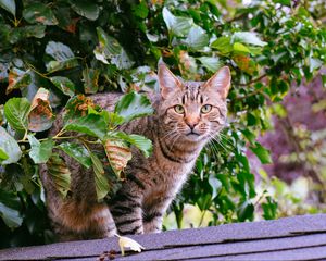 Preview wallpaper cat, striped, foliage