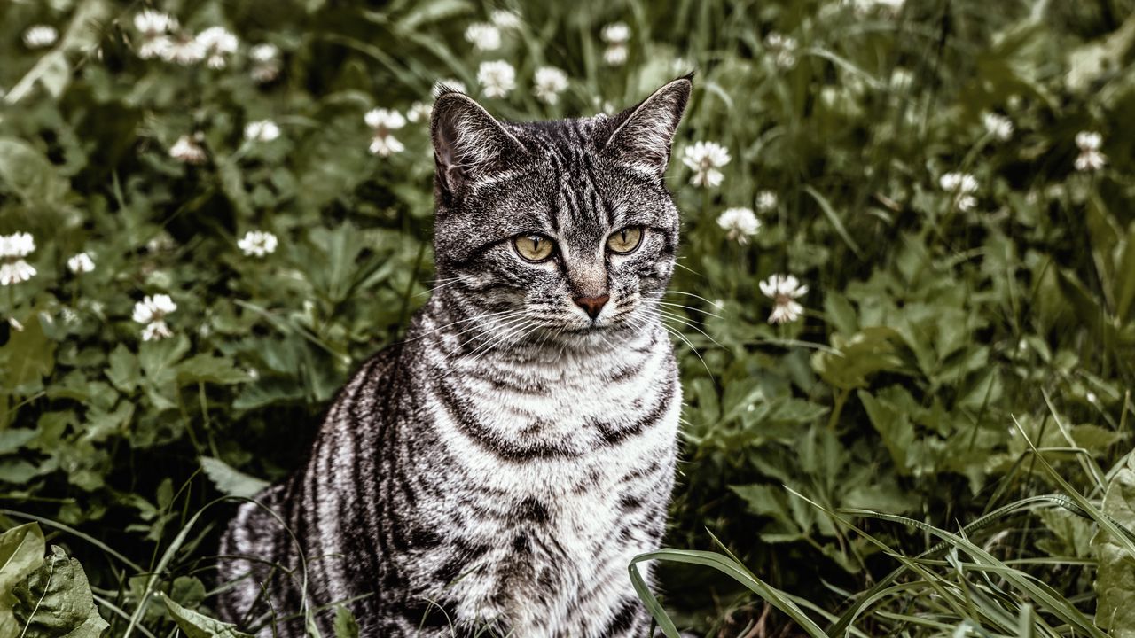 Wallpaper cat, striped, grass, sitting
