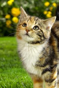 Preview wallpaper cat, striped, grass, face, cute