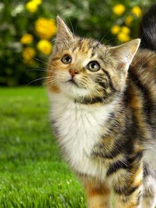 Preview wallpaper cat, striped, grass, face, cute