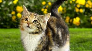 Preview wallpaper cat, striped, grass, face, cute