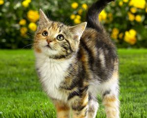 Preview wallpaper cat, striped, grass, face, cute