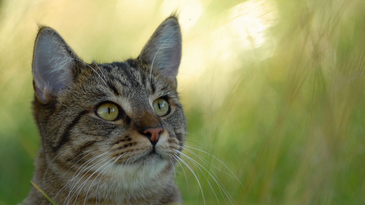 Wallpaper cat, striped, grass, blurring