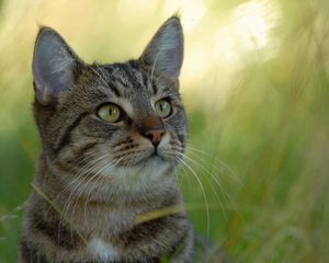 Preview wallpaper cat, striped, grass, blurring