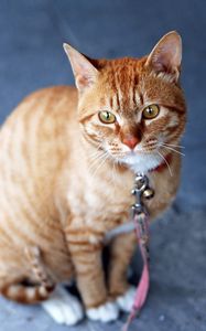 Preview wallpaper cat, striped, leash