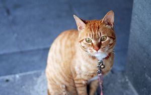 Preview wallpaper cat, striped, leash