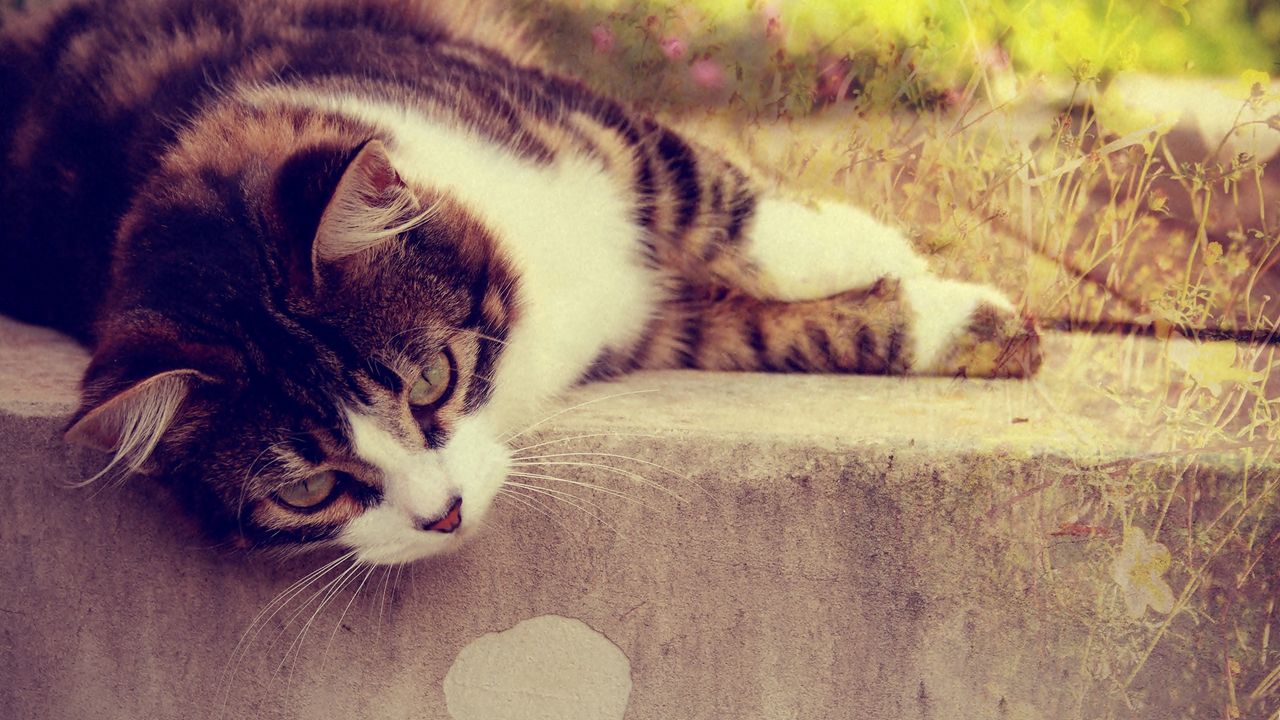 Wallpaper cat, striped, lying, grass, glare, sunlight