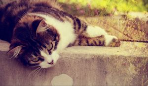 Preview wallpaper cat, striped, lying, grass, glare, sunlight