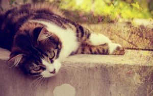 Preview wallpaper cat, striped, lying, grass, glare, sunlight