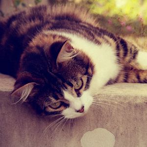 Preview wallpaper cat, striped, lying, grass, glare, sunlight