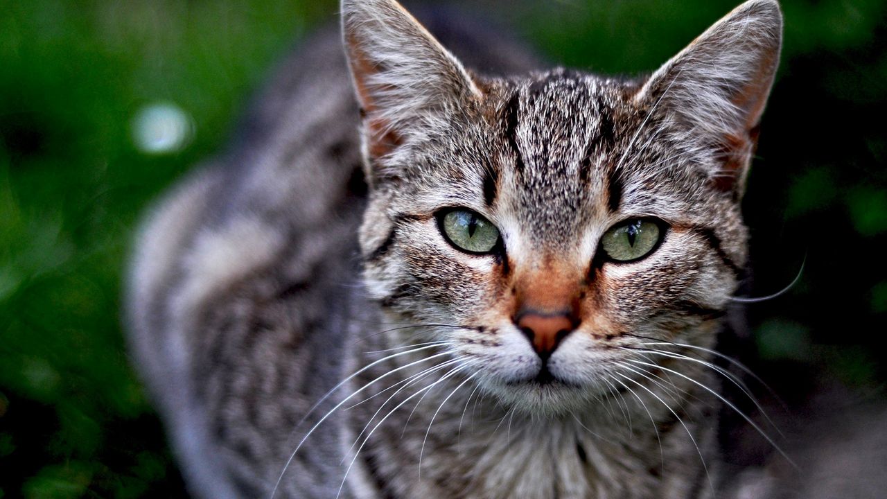 Wallpaper cat, striped, muzzle, grass