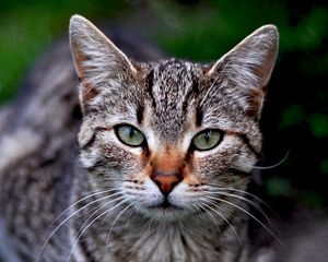 Preview wallpaper cat, striped, muzzle, grass