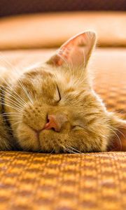 Preview wallpaper cat, striped, muzzle, sleep