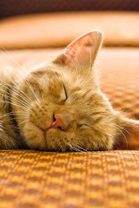 Preview wallpaper cat, striped, muzzle, sleep