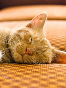 Preview wallpaper cat, striped, muzzle, sleep