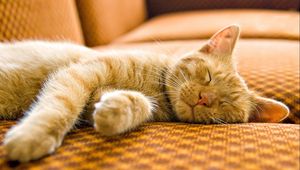 Preview wallpaper cat, striped, muzzle, sleep