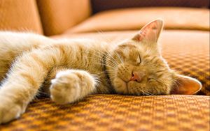 Preview wallpaper cat, striped, muzzle, sleep
