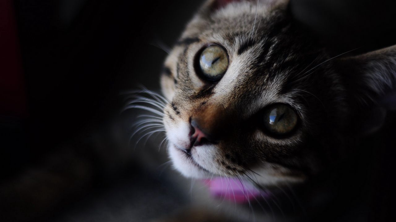 Wallpaper cat, striped, muzzle, eyes, closeup