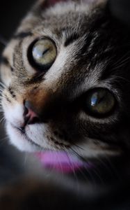 Preview wallpaper cat, striped, muzzle, eyes, closeup