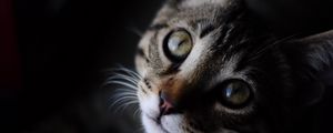 Preview wallpaper cat, striped, muzzle, eyes, closeup