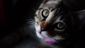 Preview wallpaper cat, striped, muzzle, eyes, closeup