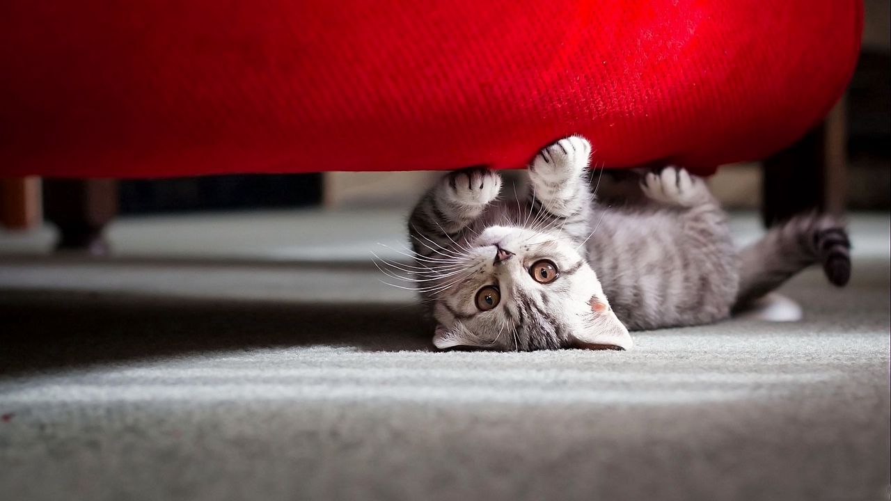 Wallpaper cat, striped, muzzle, lie down, playful