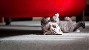 Preview wallpaper cat, striped, muzzle, lie down, playful