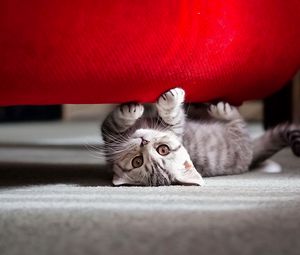 Preview wallpaper cat, striped, muzzle, lie down, playful